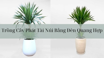 Trồng Cây Phát Tài Núi Bằng Đèn Quang Hợp